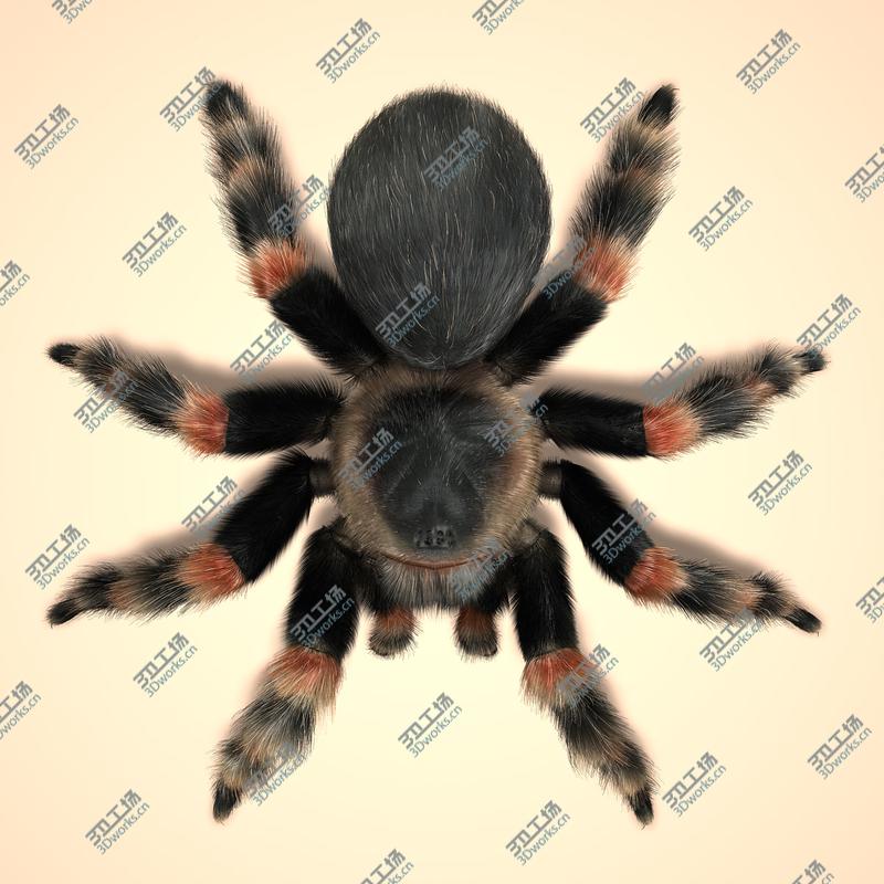 images/goods_img/2021040165/Tarantula (Mexican Redknee) (FUR)/3.jpg